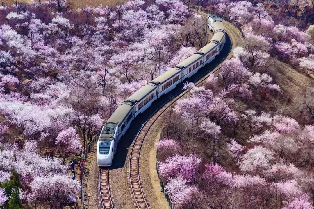 十大赏樱地,赏樱最好的三个地方