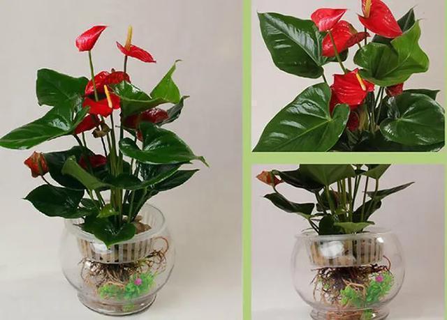 红掌怎么防止黄叶,红掌如何防虫害