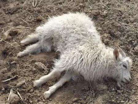 羊从发病到死亡就几个小时，是怎么回事？