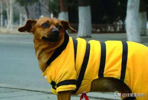 胖狗穿红色衣服,胖狗能穿什么颜色显瘦