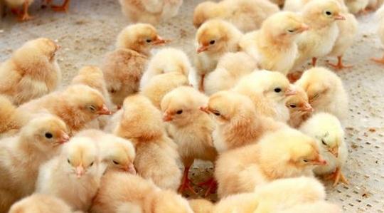 雏鸡粪便视察疾病,雏鸡拉绿色粪便是什么疾病引起的