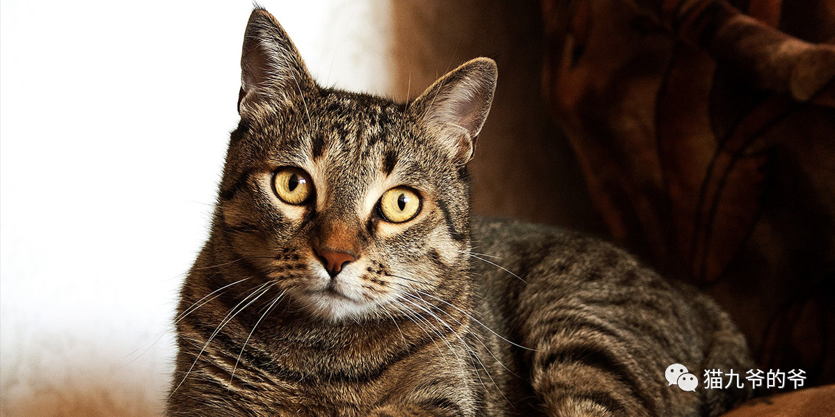 猫九爷:猫的顽固性腹泻（一）~滴虫