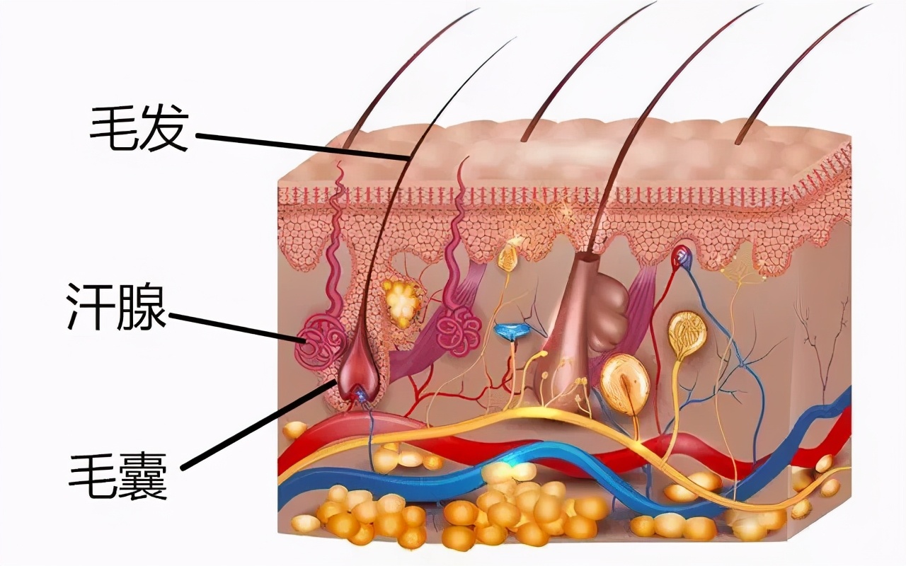 体毛多=那方面的欲望强？*处私**的毛可以刮么？