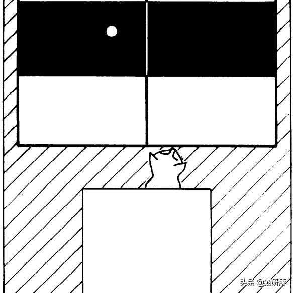 猫咪斗鸡眼是什么意思,猫咪斗鸡眼困倦不爱动微微颤抖