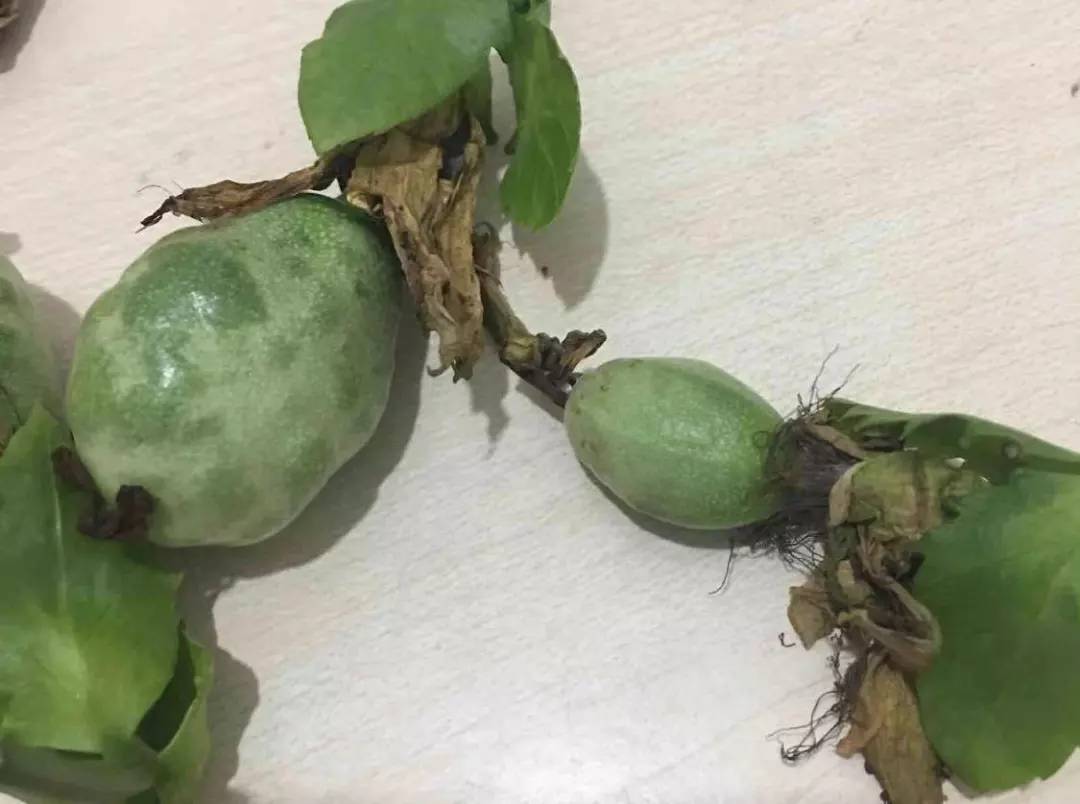 百香果黑斑病害图片,百香果下雨后病害图片视频