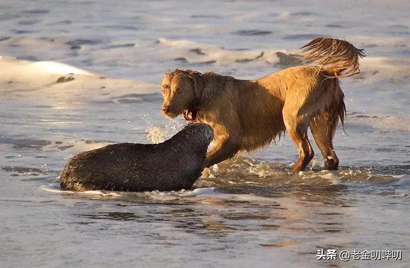 水獭与平头哥是同科吗,水獭动物界的平头哥