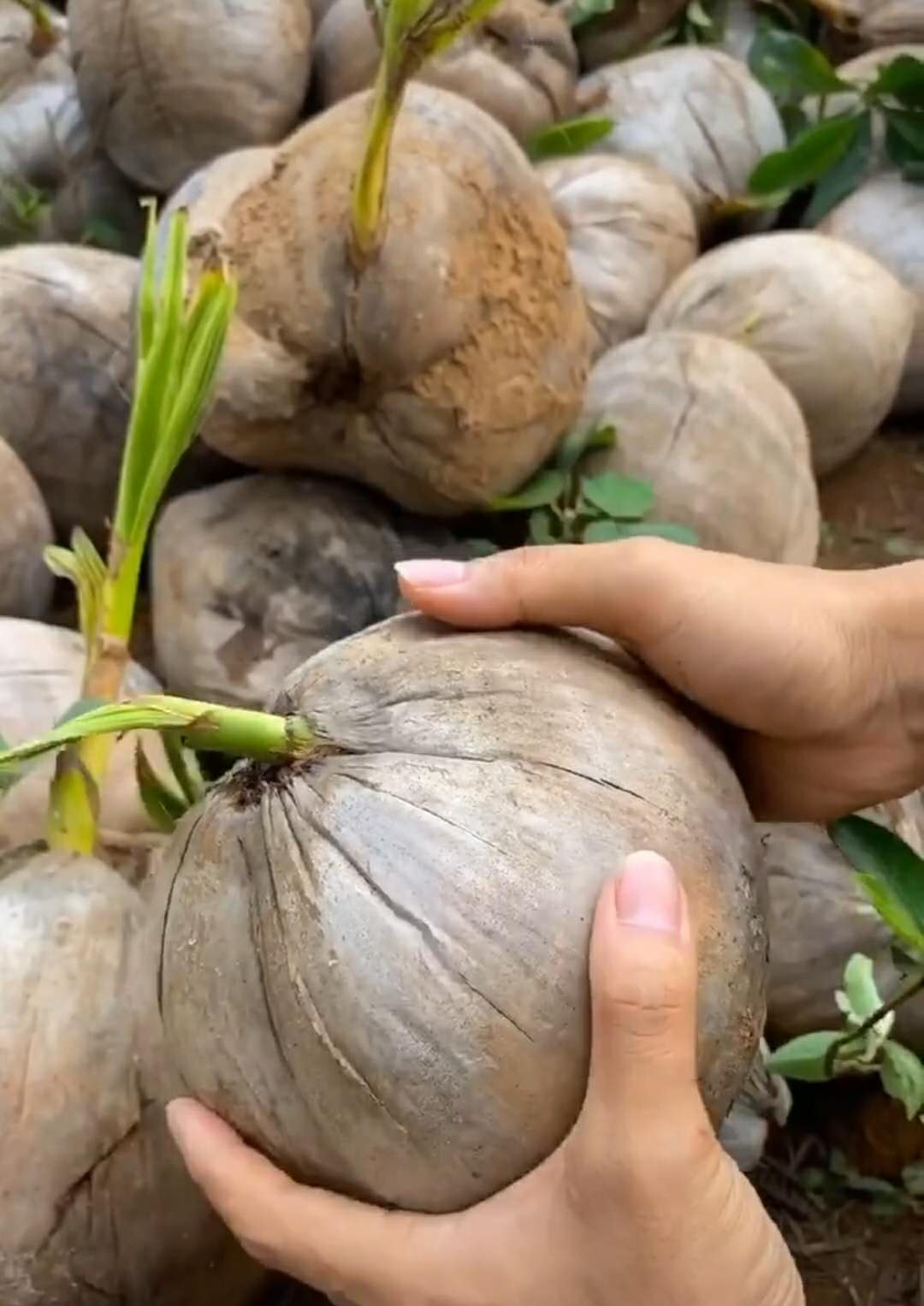 椰子果里面没有椰子水是不是椰皇,椰果没有椰子汁