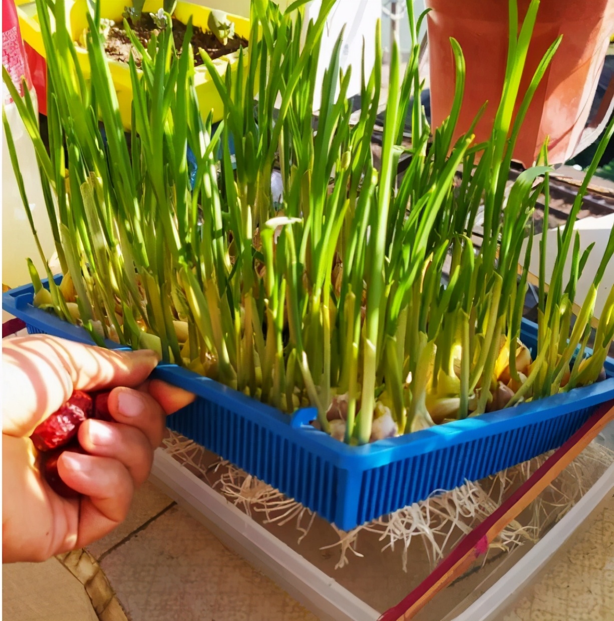 变废为宝水培种植蔬菜,矿泉水瓶水培种植蔬菜