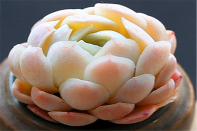 夏季养多肉冰梅方法,多肉冰梅如何养护