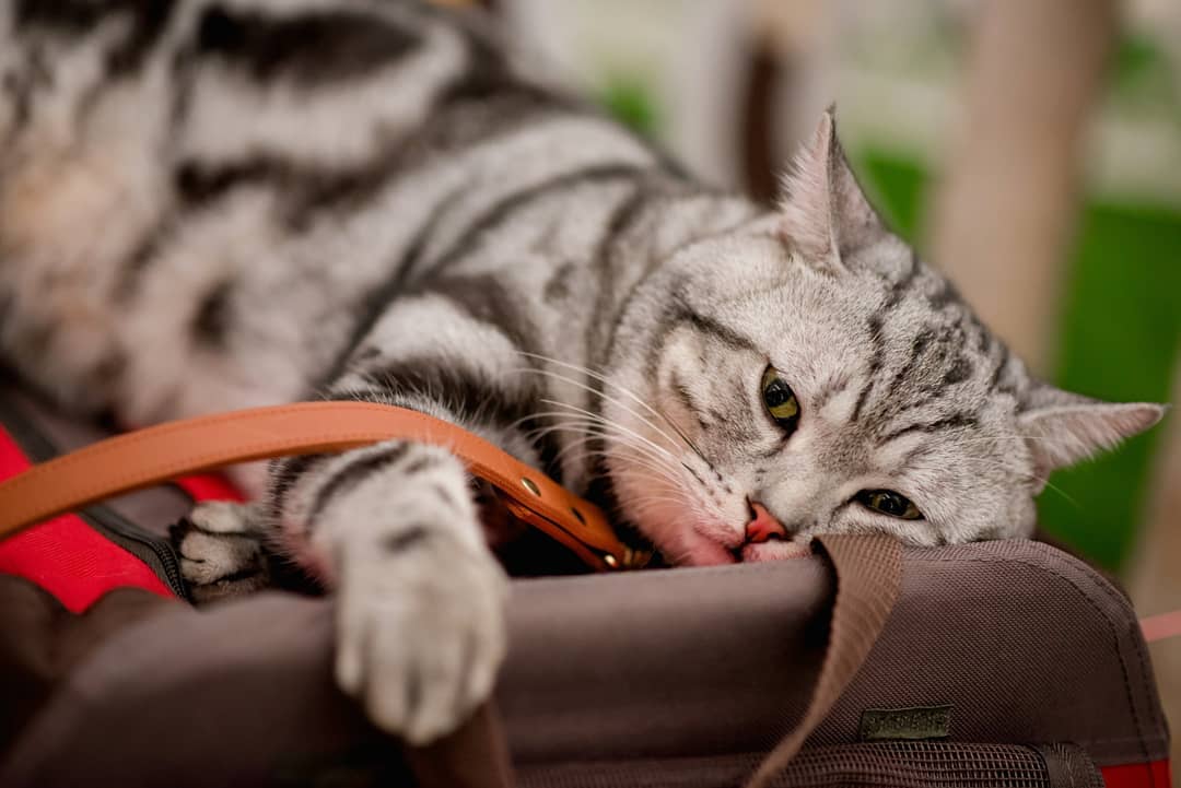 猫咪食欲不振是什么原因,猫咪食欲不振最佳解决方法