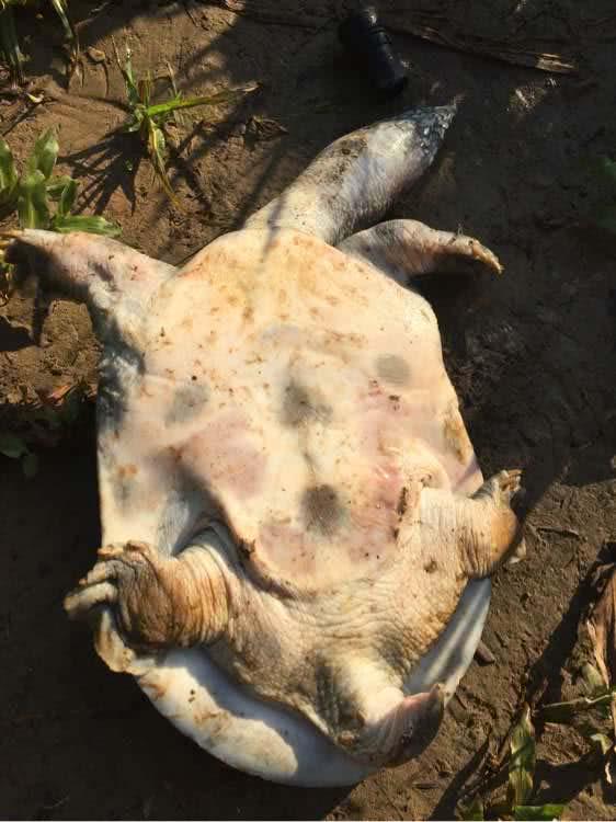 猪肝钓甲鱼真有那么神奇吗,猪肝钓甲鱼放在水里几个小时有效