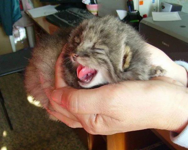 农夫在仓库发现4只小猫,俄罗斯农夫捡到一只猫