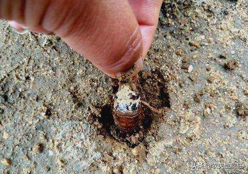 金蝉为什么要爬树上脱壳,金蝉晚上都在什么地方出来