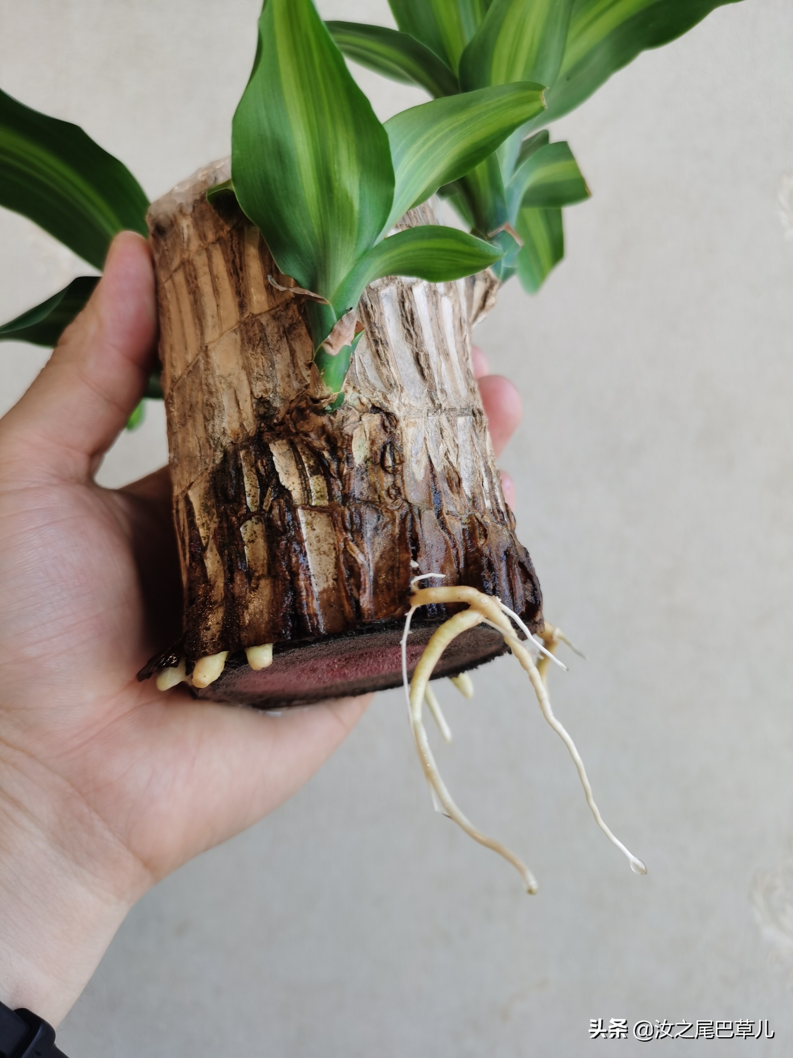 巴西木真的能给人带来幸运吗,巴西木性能