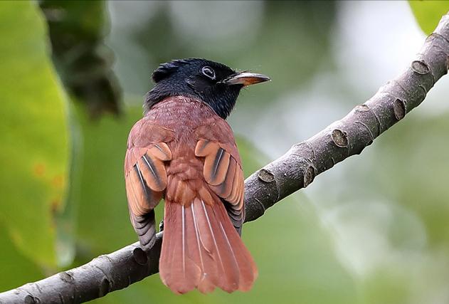 东江揽胜,惠州淡水常见鸟类图谱
