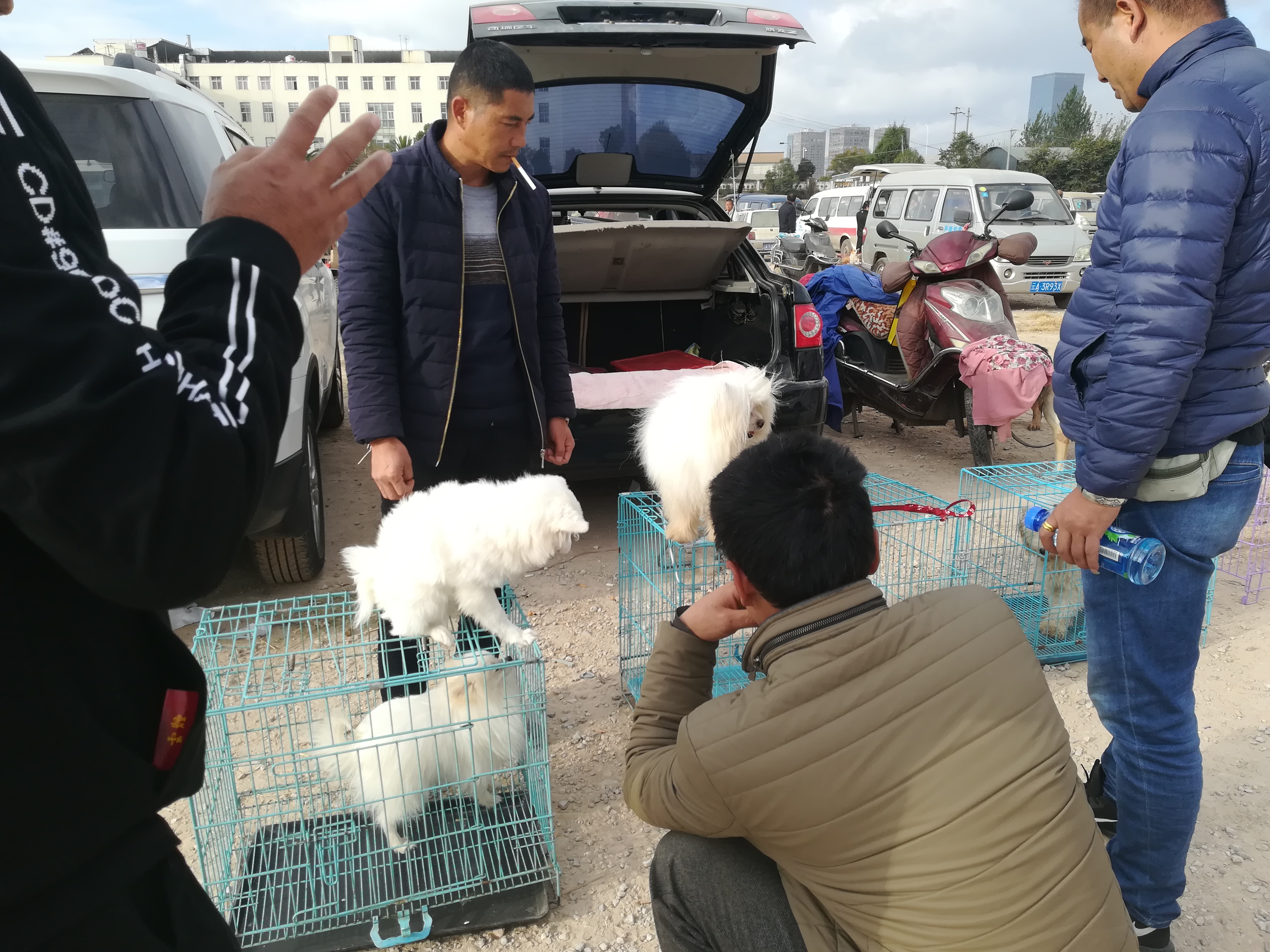 大型犬跟博美差不多,北京犬和斗牛犬生出来的后代