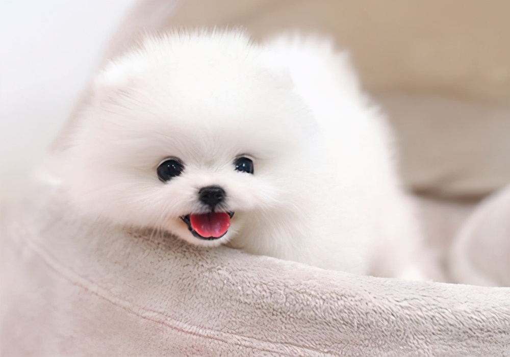 两个月大狗狗呕吐拉稀,两个月的狗狗拉稀呕吐怎么回事啊