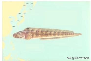 辽宁的水产品有哪些,辽宁常见的鱼