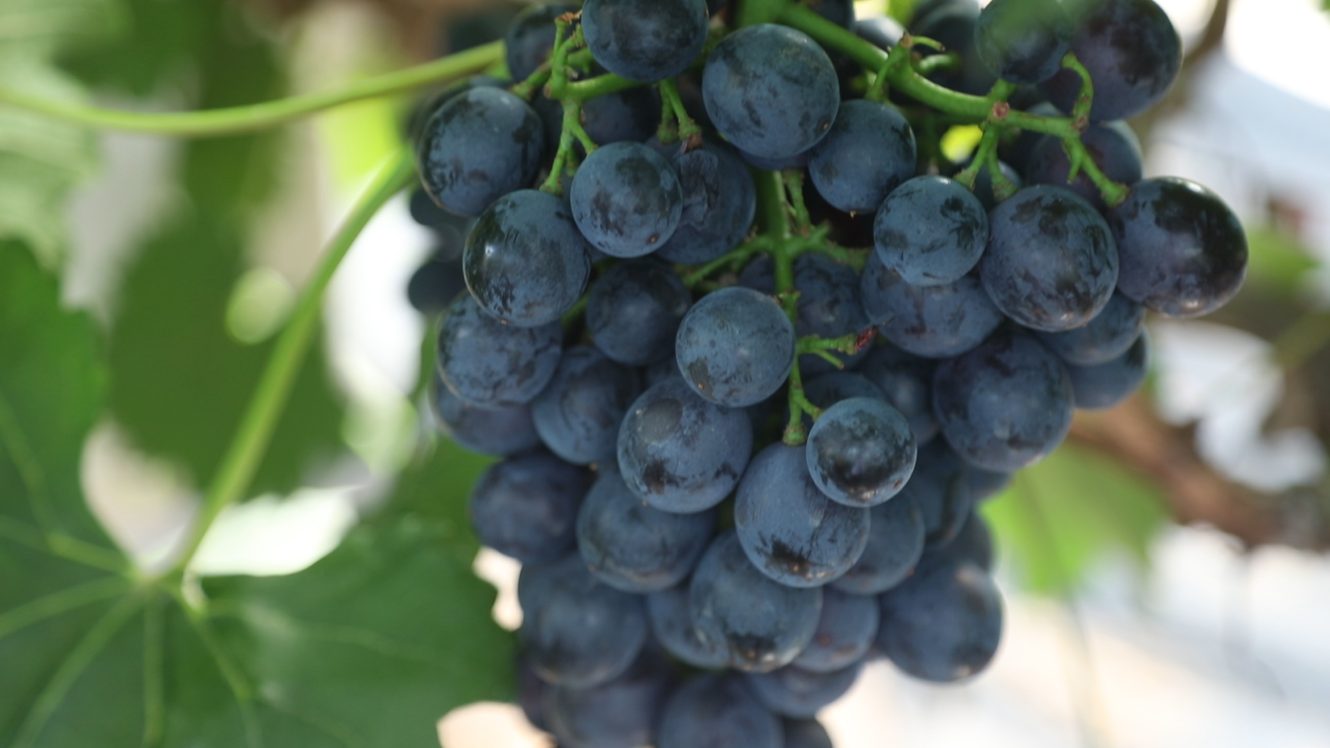 葡萄种植简单却又不简单？葡萄成熟之际的两项三关注，一定做好