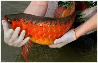 养龙鱼用led灯可以吗,养龙鱼对症下药