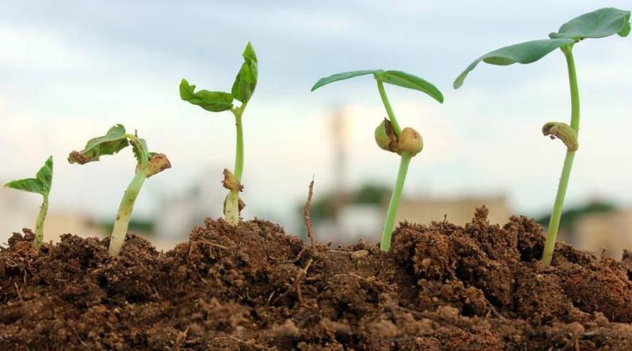 用什么菌剂修复土壤,改良土壤最佳办法用菌改良
