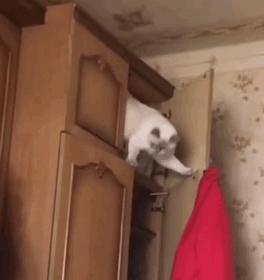 笨笨的猫咪是什么样子,笨笨的猫咪