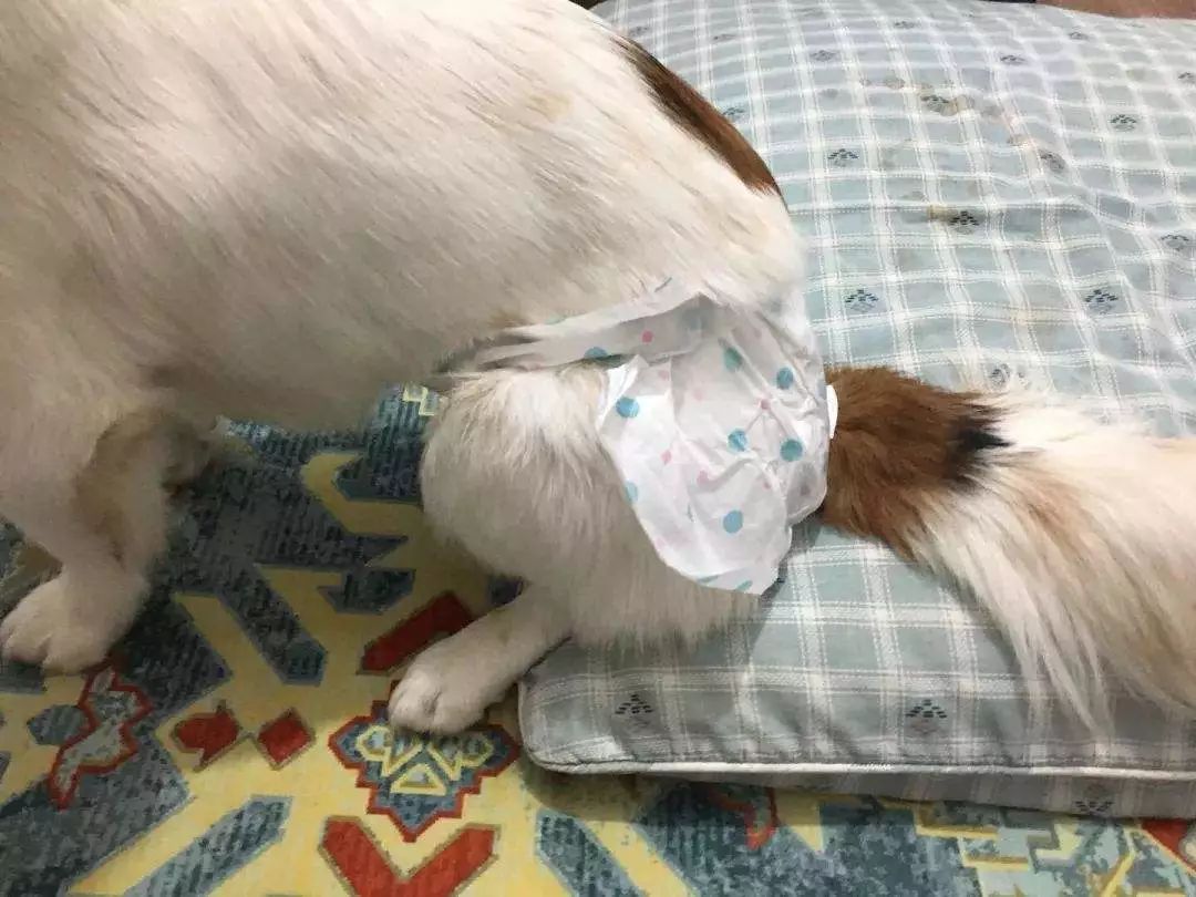 狗狗生理期公狗怎么知道,狗狗生理期又没有公狗怎么办