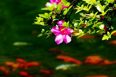 苏轼词集有什么,集句词苏轼