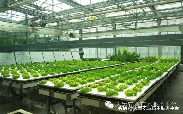 有关无土栽培的视频,无土栽培营养液配制和管理要点