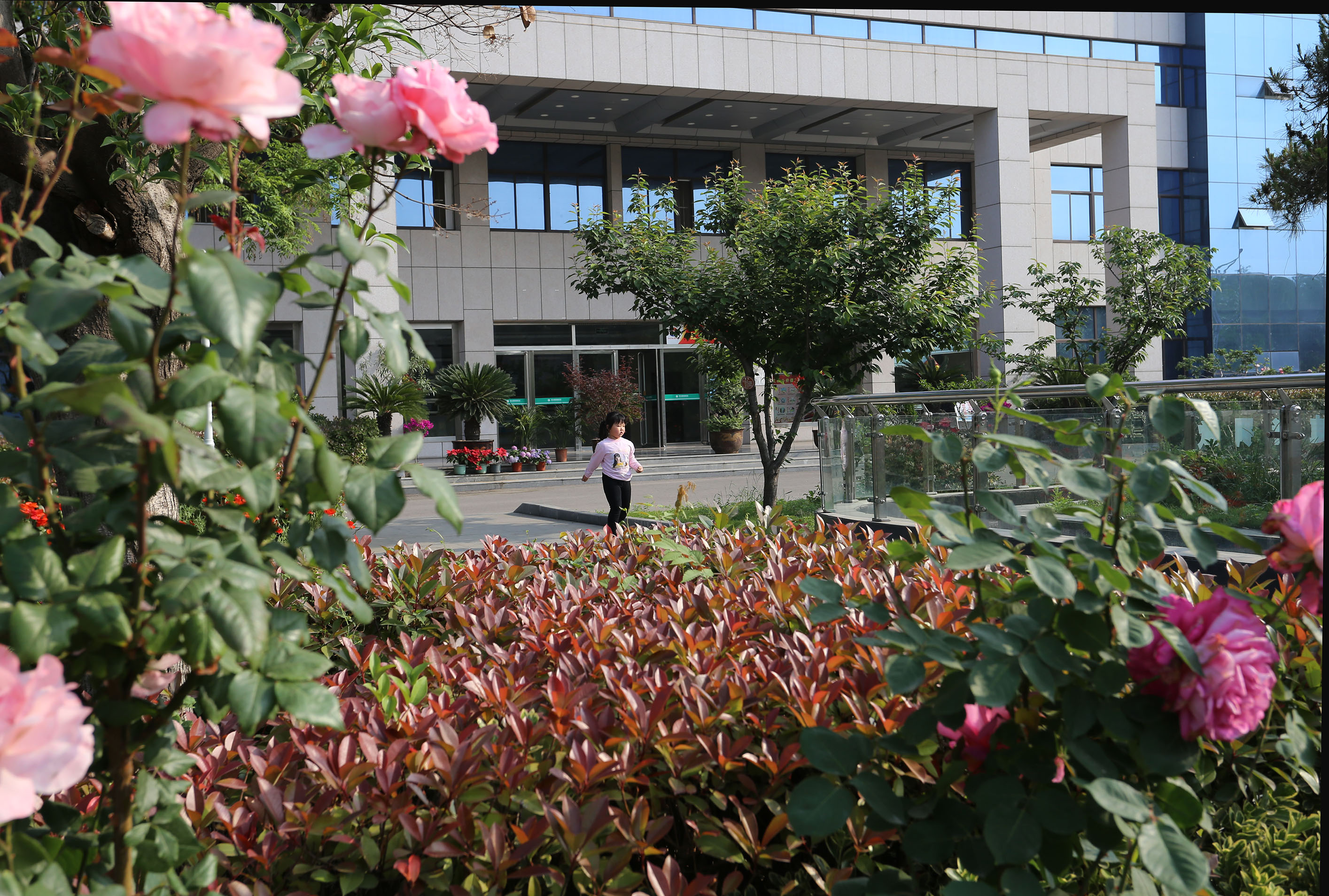 鲜花盛开的五月里满院馨香沁心扉—赵伟摄影、撰文