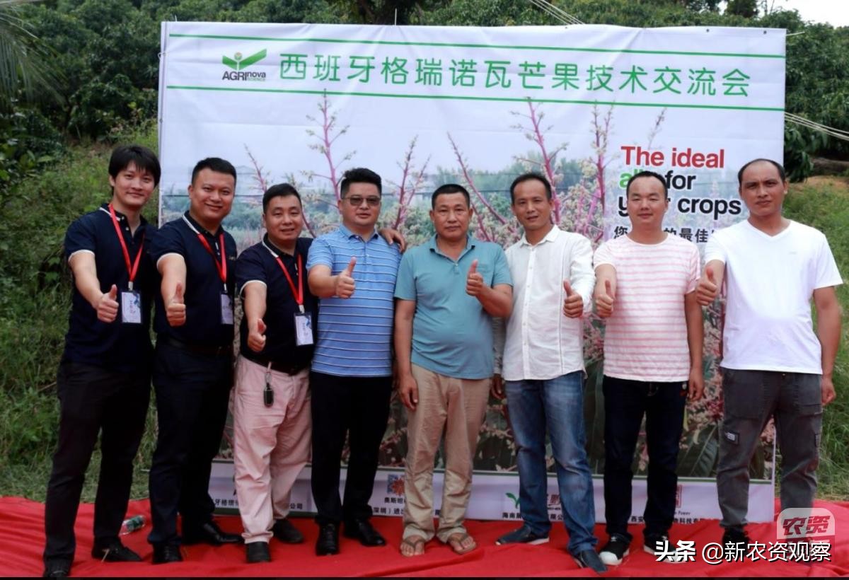 海南反季节芒果催花为何会催出芽,芒果催花后冒浆是花还是芽