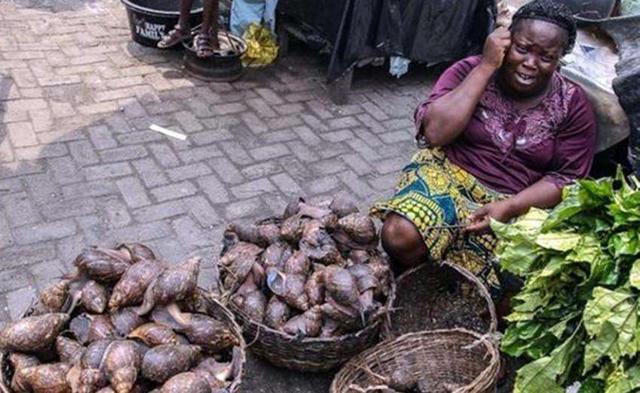 和小狗一般大的蜗牛是宠物，是非洲美食，我们吃货不敢下嘴