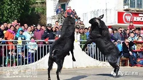 地道美味松露,世界三大美食松露是什么