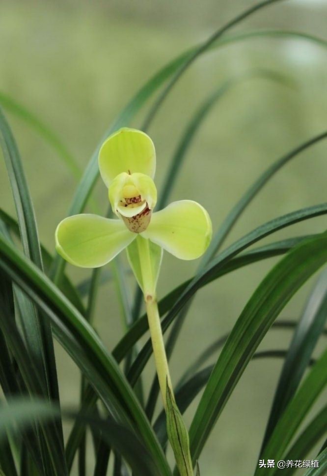 春兰怎么养又粗又好看,春兰哪种好养