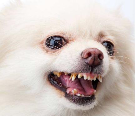 小土狗什么时候才会吠叫,六种犬