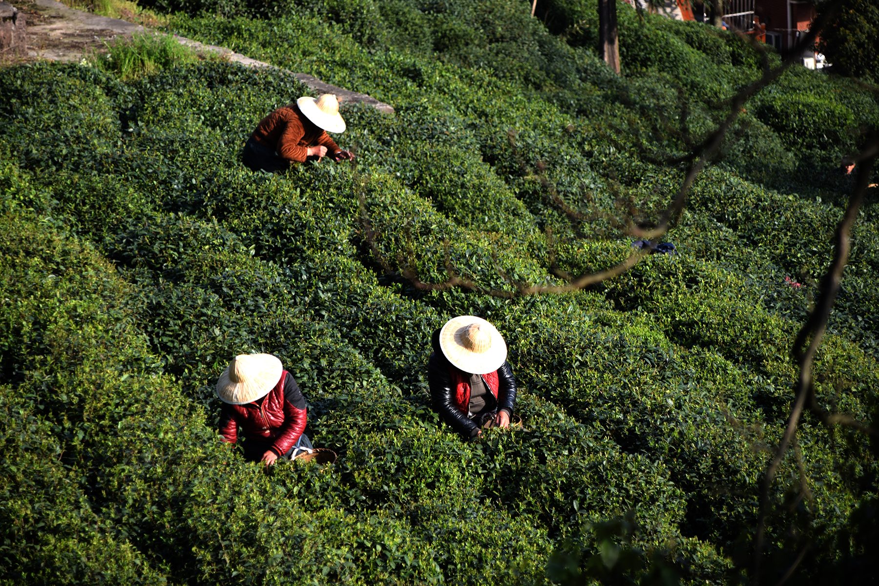 从业十年我所经历的火爆和低迷,茶行业真实揭露
