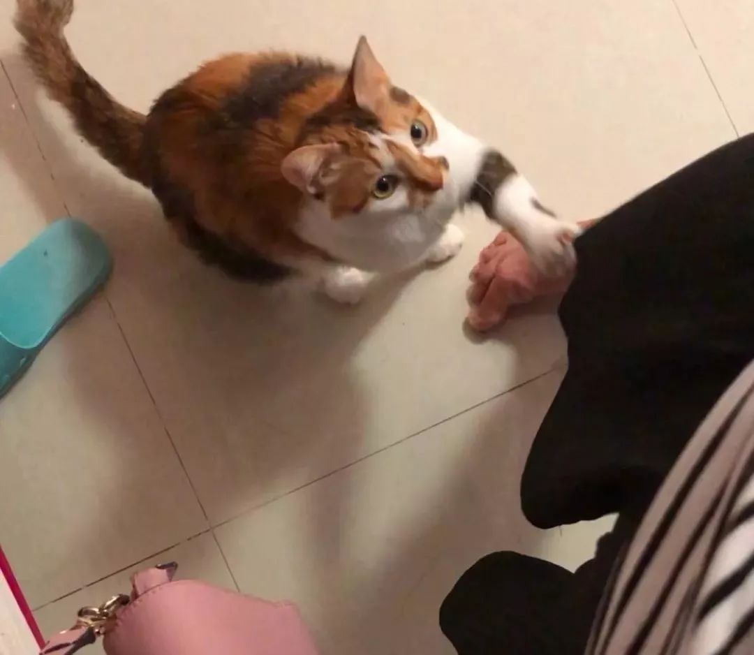 猫咪老是咬人能不能把它牙齿磨平,猫咪爱咬人怎么快速解决