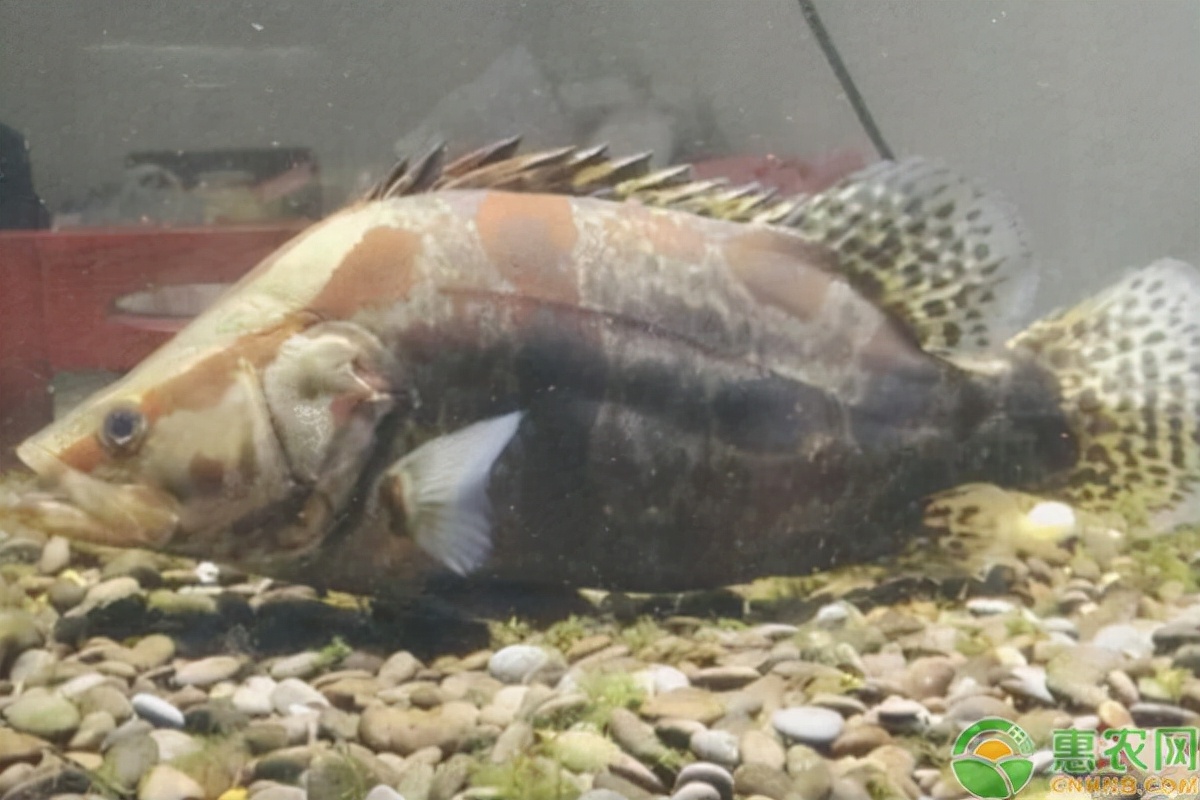 桂鱼常见病害症状及防治方法