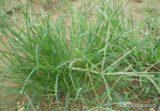 抗性杂草~牛筋草（附防除办法）