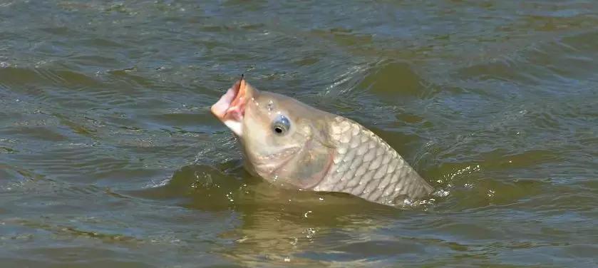 野钓鲤鱼线组搭配的方法,野钓鲤鱼抛竿线组