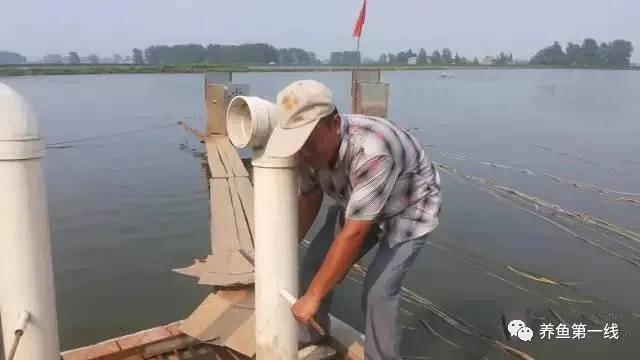 池塘水体净化,池塘净化鱼类