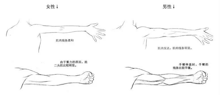 漫画人物的手臂都是怎么画的,漫画人物绘画手臂教程