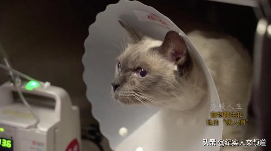 “大夫，我把房卖了，你能治好我的猫吗？”