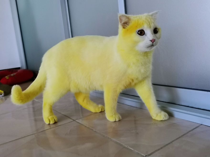 猫涂黄色的药像皮卡丘,泰国姜黄治疗猫皮肤病