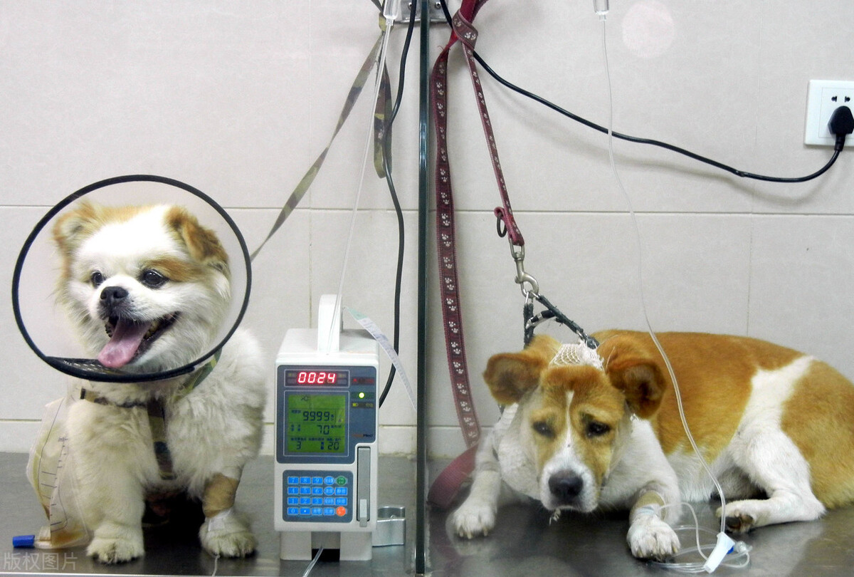 狗狗又吐又抖是什么原因,狗狗老是摇头抖耳朵是什么原因