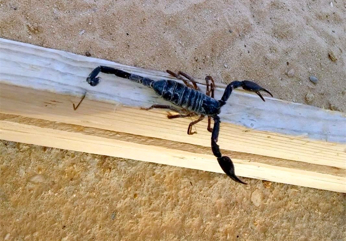 蝎子怎么排泄粪便,蝎子害怕尿吗