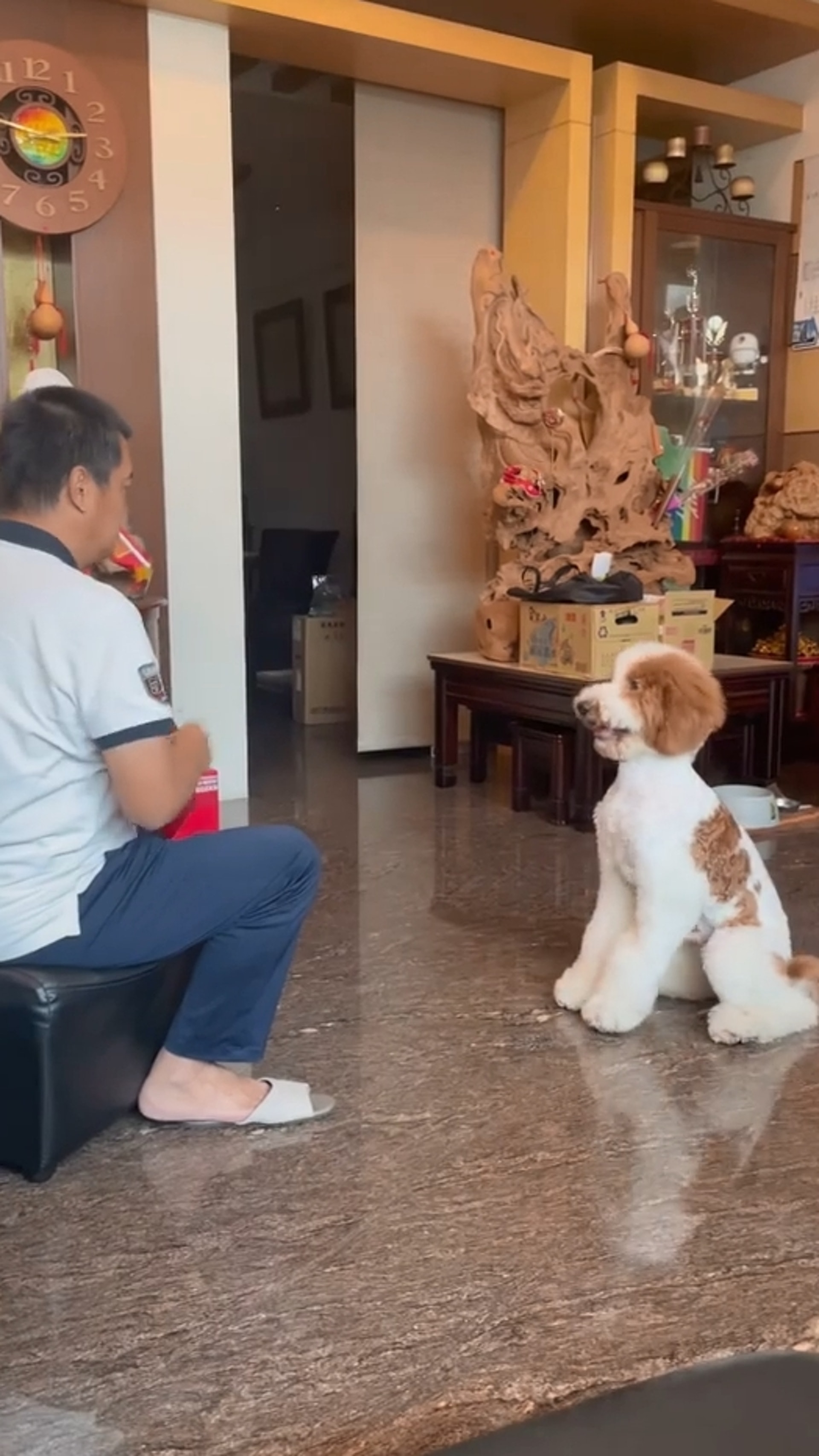 家里两只巨型贵宾犬,巨型贵宾犬发疯