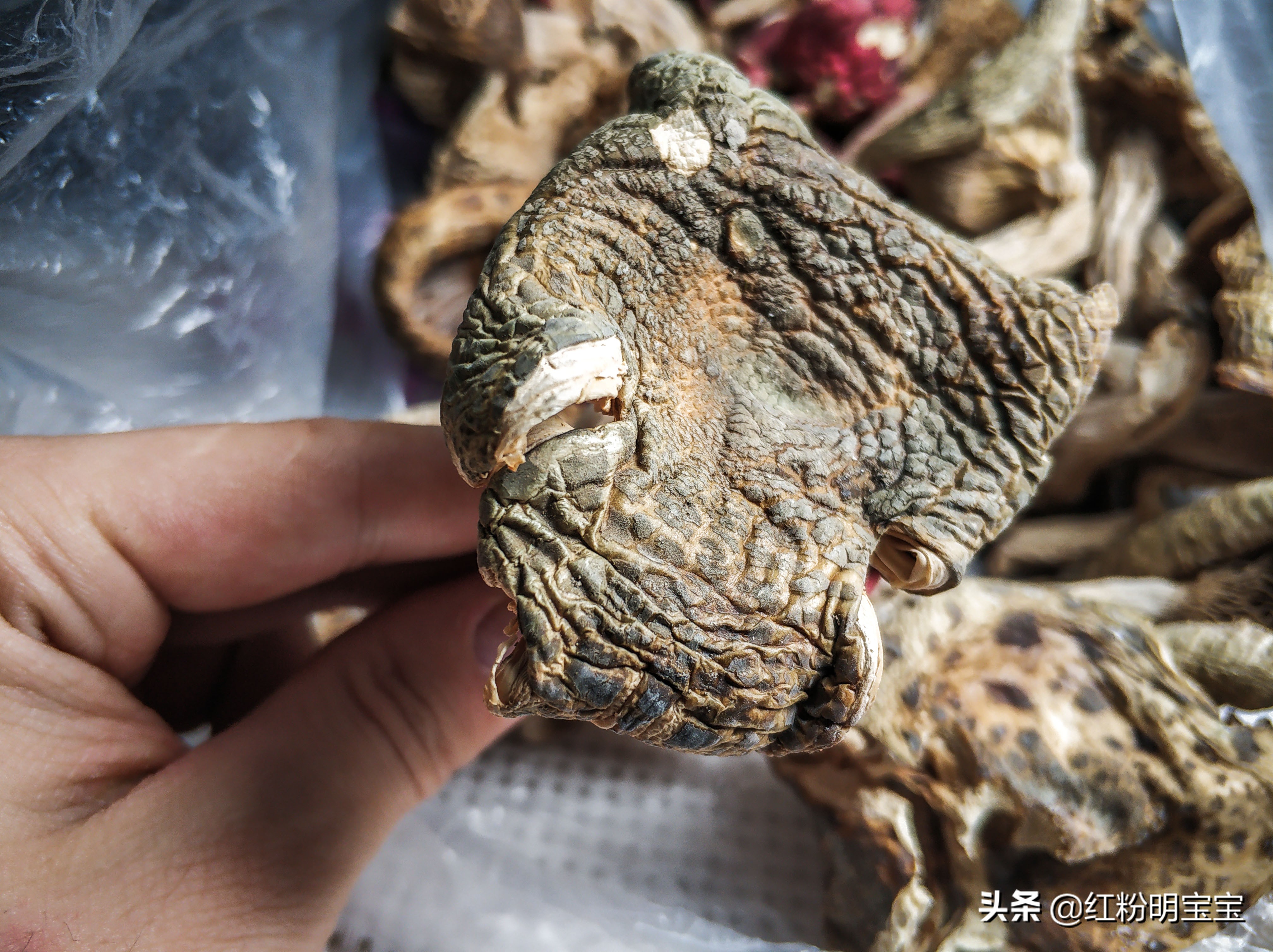 野生蘑菇，大山里的美味牛肝菌｜红菇，有钱也很难买得到