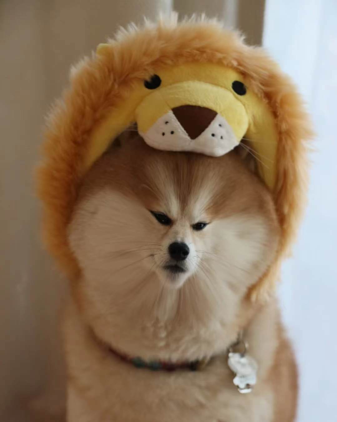 500元能买到纯种柴犬吗,500元买个柴犬可能吗