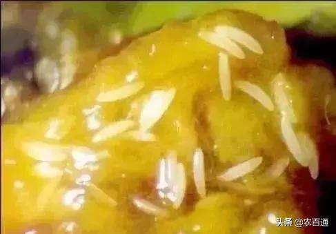 芒果果实蝇防治,芒果果实蝇虫害最佳防治方法